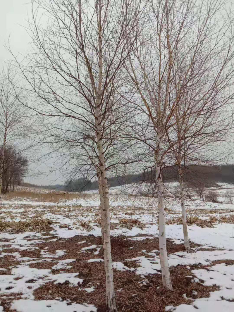 白桦树