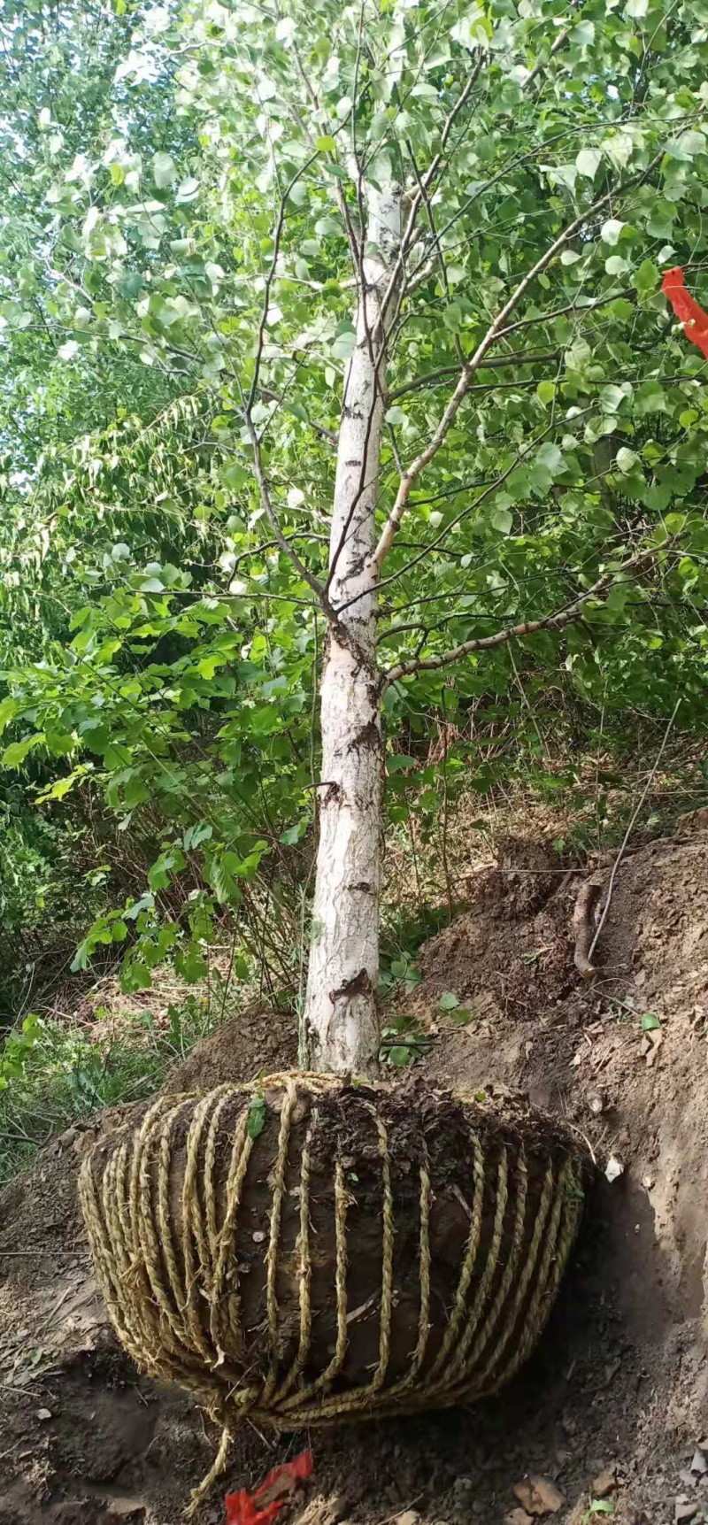 白桦树