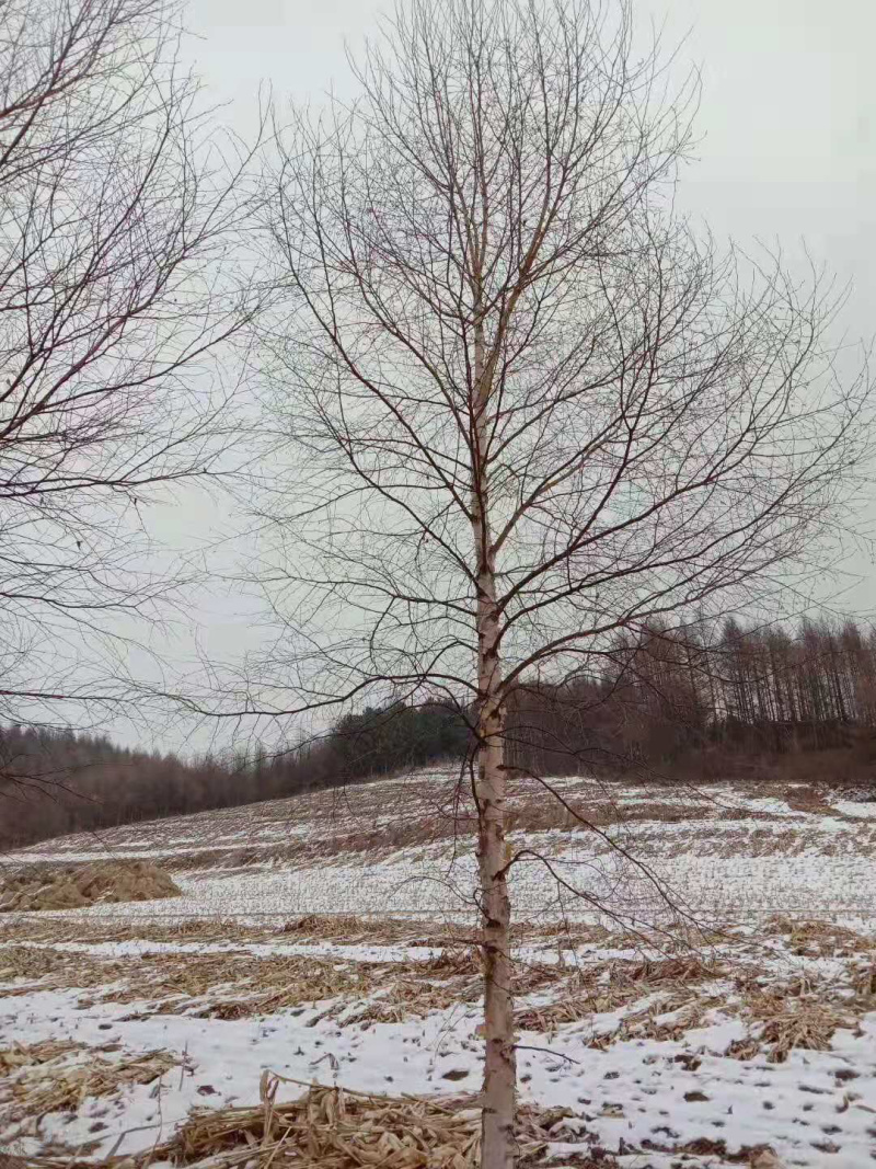 白桦树