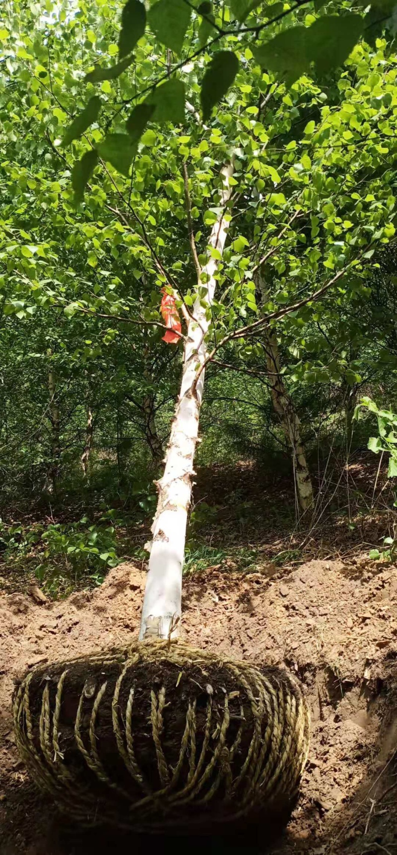 白桦树
