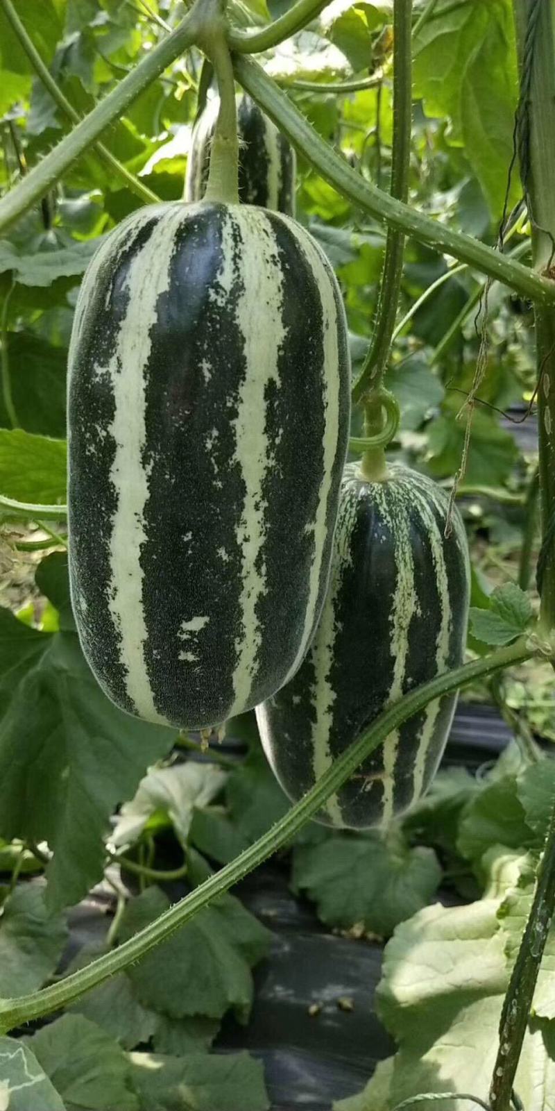 博洋619甜瓜苗羊角蜜甜瓜苗西州蜜甜瓜苗绿宝甜瓜苗