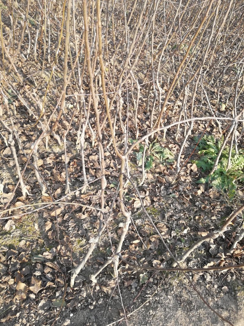 早熟鲁力苹果苗早熟品种苹果苗（优选商家）