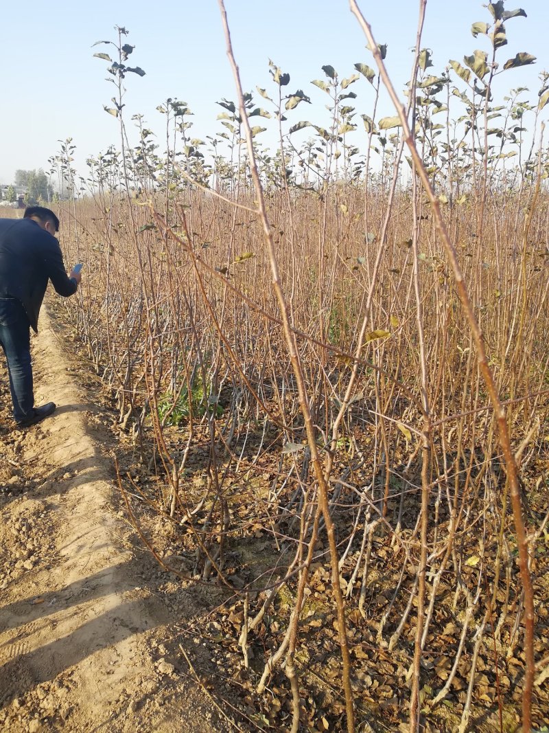 早熟鲁力苹果苗早熟品种苹果苗（优选商家）