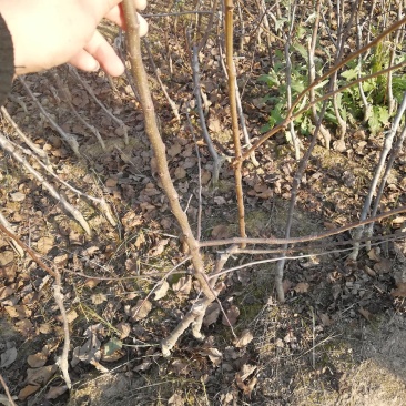 早熟鲁力苹果苗早熟品种苹果苗（优选商家）