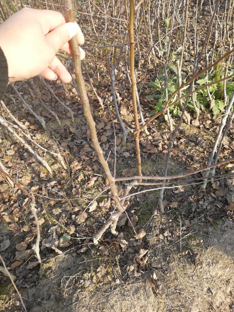 早熟鲁力苹果苗早熟品种苹果苗（优选商家）