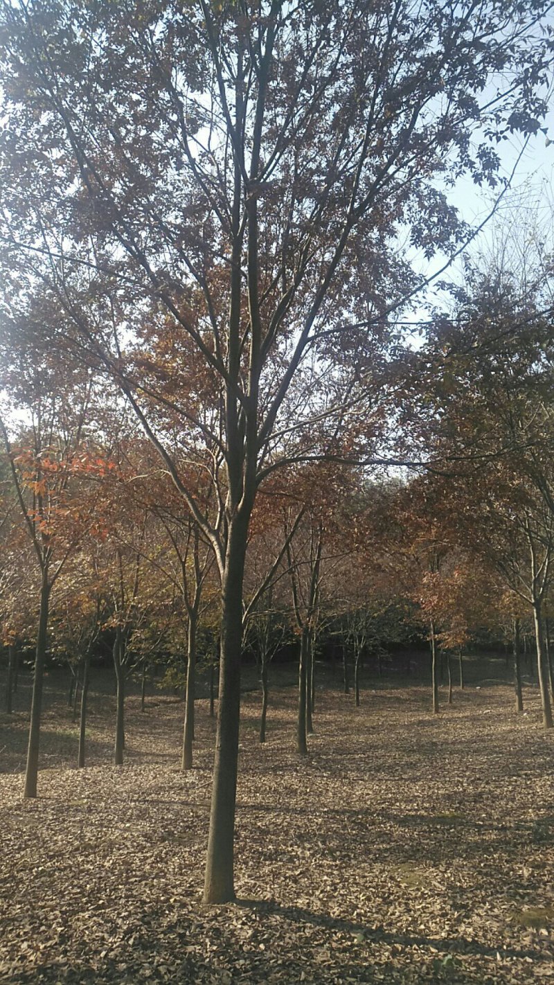12-20公分榉树，树形优美，价格实惠！