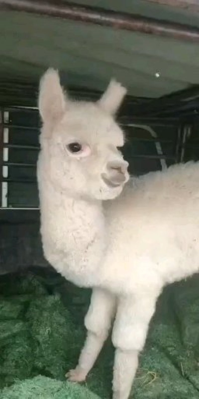 萌宠羊驼。羊驼。青年羊驼。长年出售。诚信交易。全国托运。