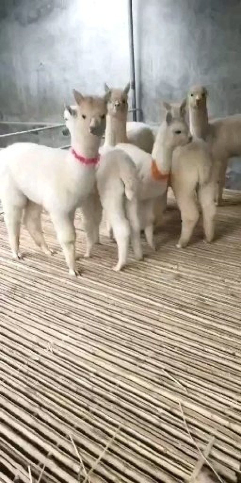 萌宠羊驼。羊驼。青年羊驼。长年出售。诚信交易。全国托运。