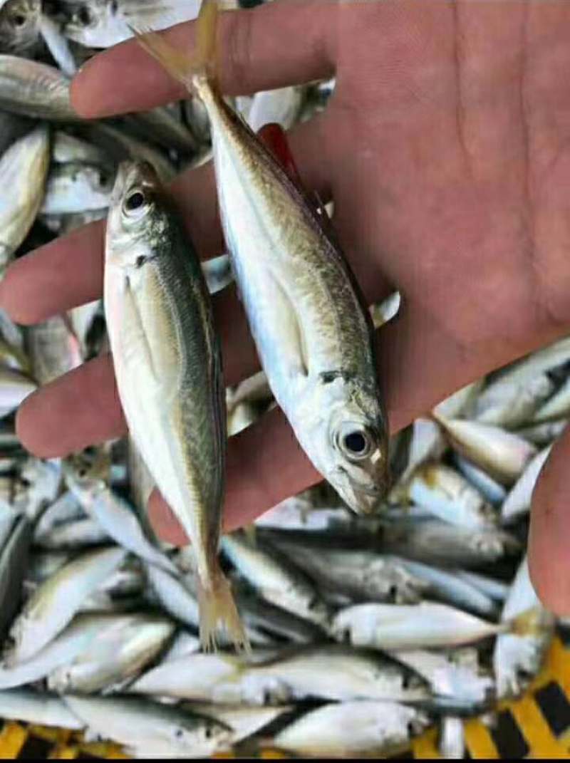 南澳岛，深海巴浪，农村人精心制作巴浪鱼干。