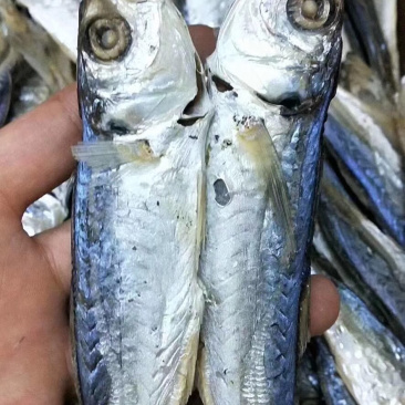 南澳岛，深海巴浪，农村人精心制作巴浪鱼干。