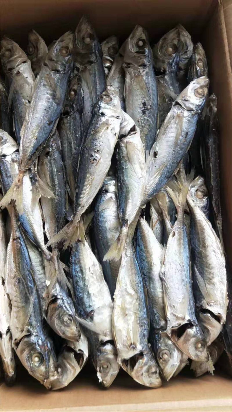南澳岛，深海巴浪，农村人精心制作巴浪鱼干。