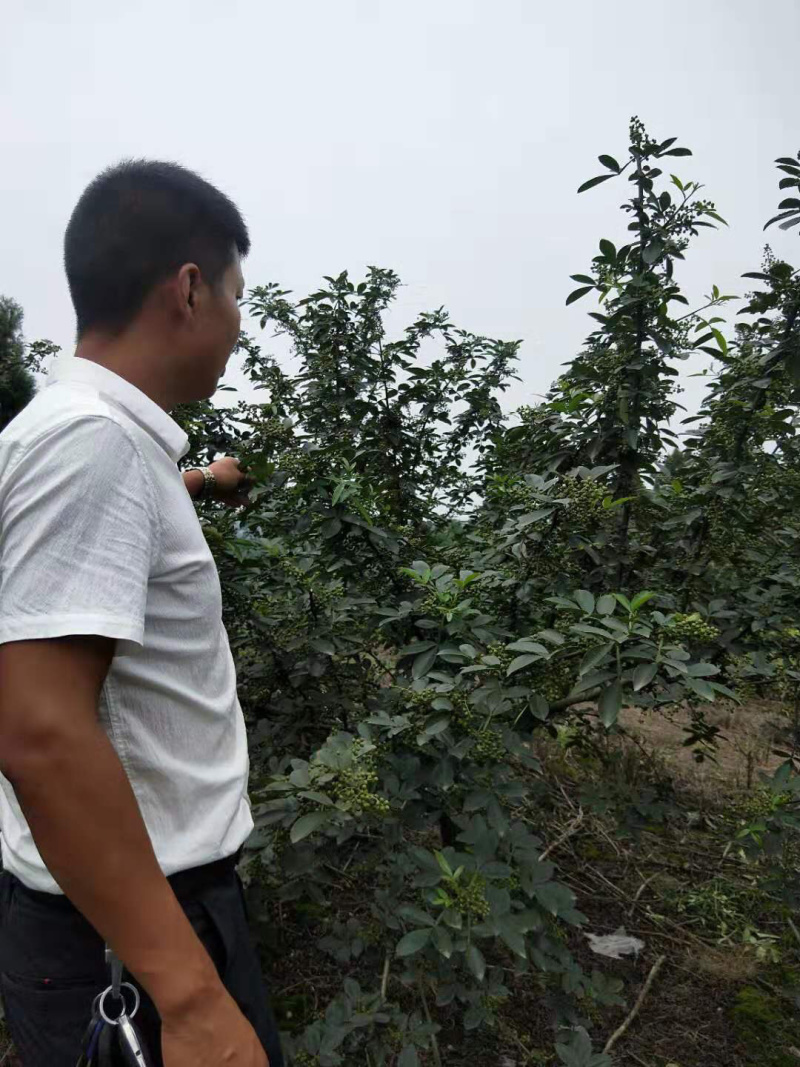 藤椒苗，花椒苗，嫁接无刺藤椒营养杯苗，丹棱正宗无刺藤椒，