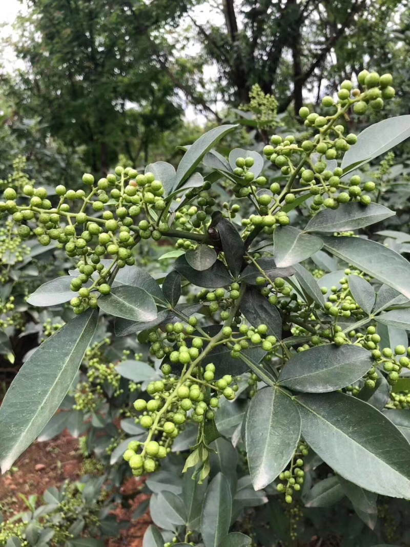 藤椒苗，花椒苗，嫁接无刺藤椒营养杯苗，丹棱正宗无刺藤椒，