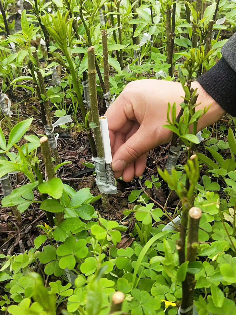 藤椒苗，花椒苗，嫁接无刺藤椒营养杯苗，丹棱正宗无刺藤椒，