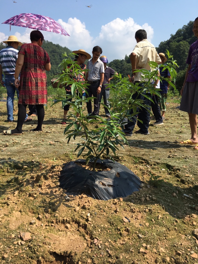 藤椒苗，花椒苗，嫁接无刺藤椒营养杯苗，丹棱正宗无刺藤椒，