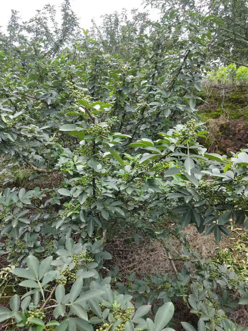藤椒苗，花椒苗，嫁接无刺藤椒营养杯苗，丹棱正宗无刺藤椒，