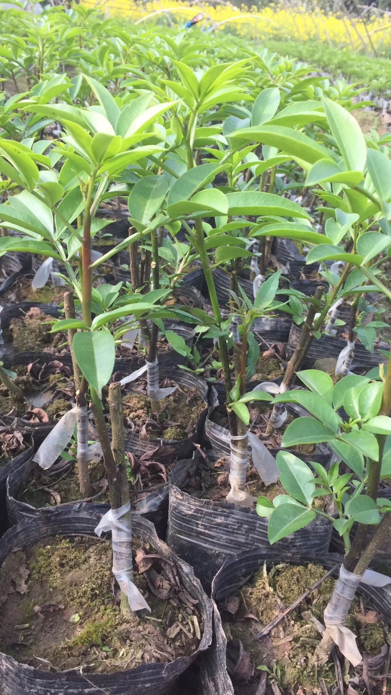 藤椒苗，花椒苗，嫁接无刺藤椒营养杯苗，丹棱正宗无刺藤椒，