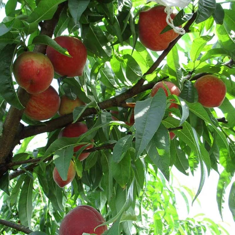 【精品】沂蒙霜红桃树！嫁接苗南方北方种植当年结果