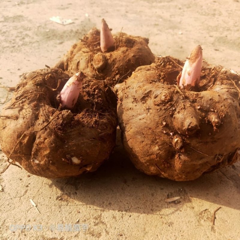 新鲜魔芋生魔芋魔芋豆腐食材，支持视频看货，支持在线交易