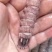 熟冻虾爬子肉熟冻虾爬子肉