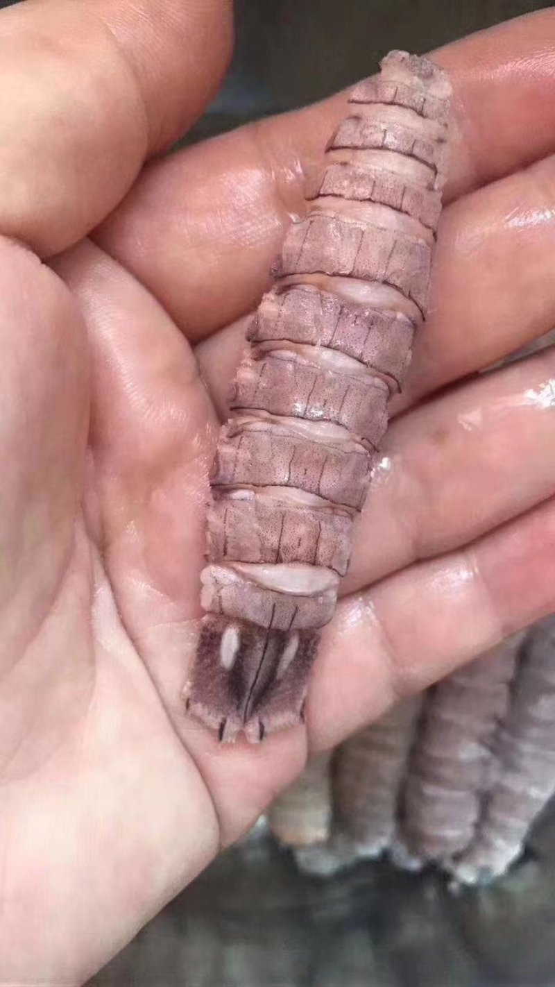 熟冻虾爬子肉熟冻虾爬子肉