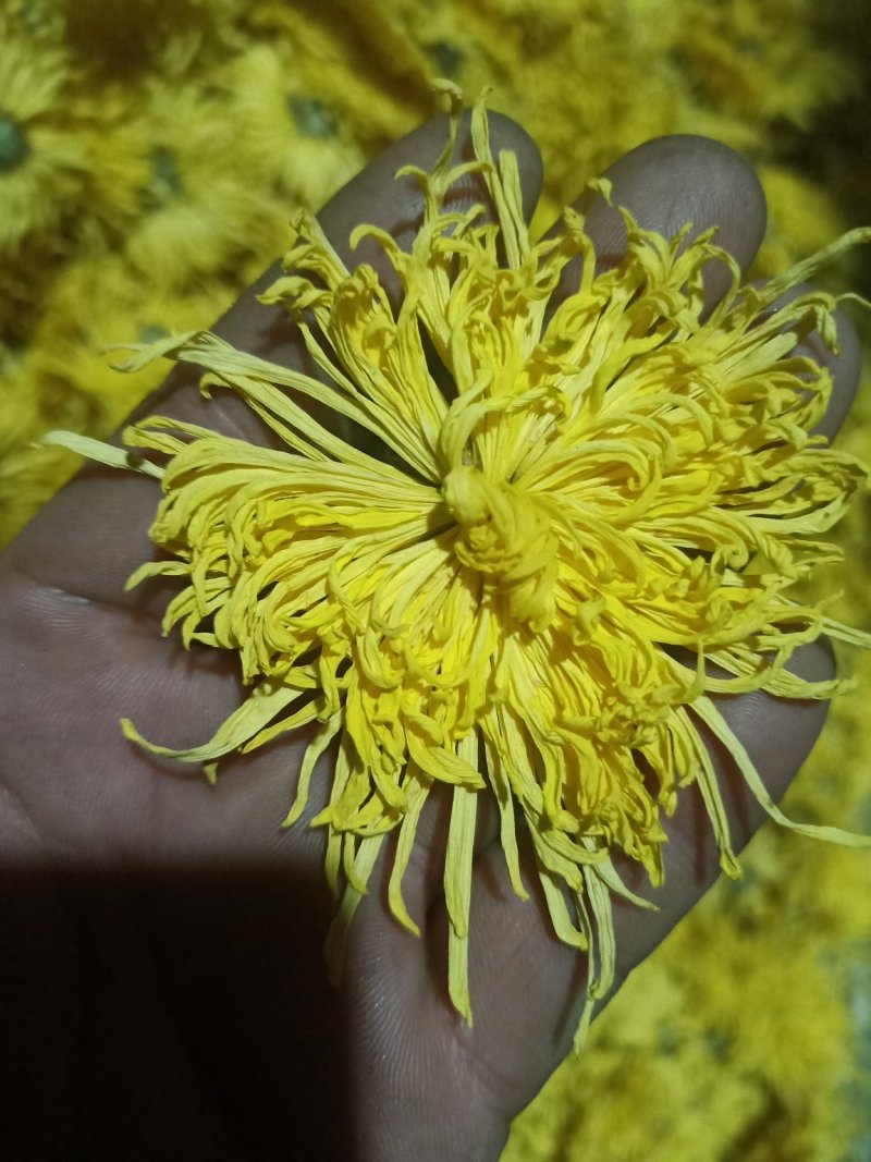 金丝菊