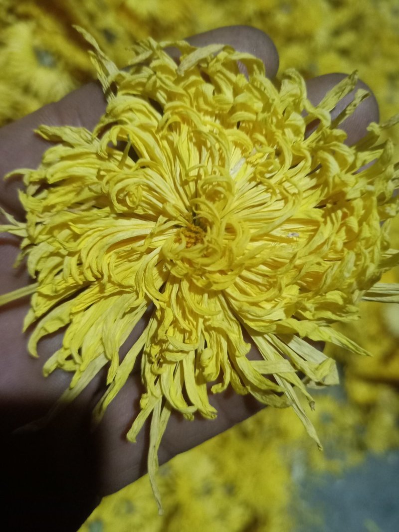 金丝菊