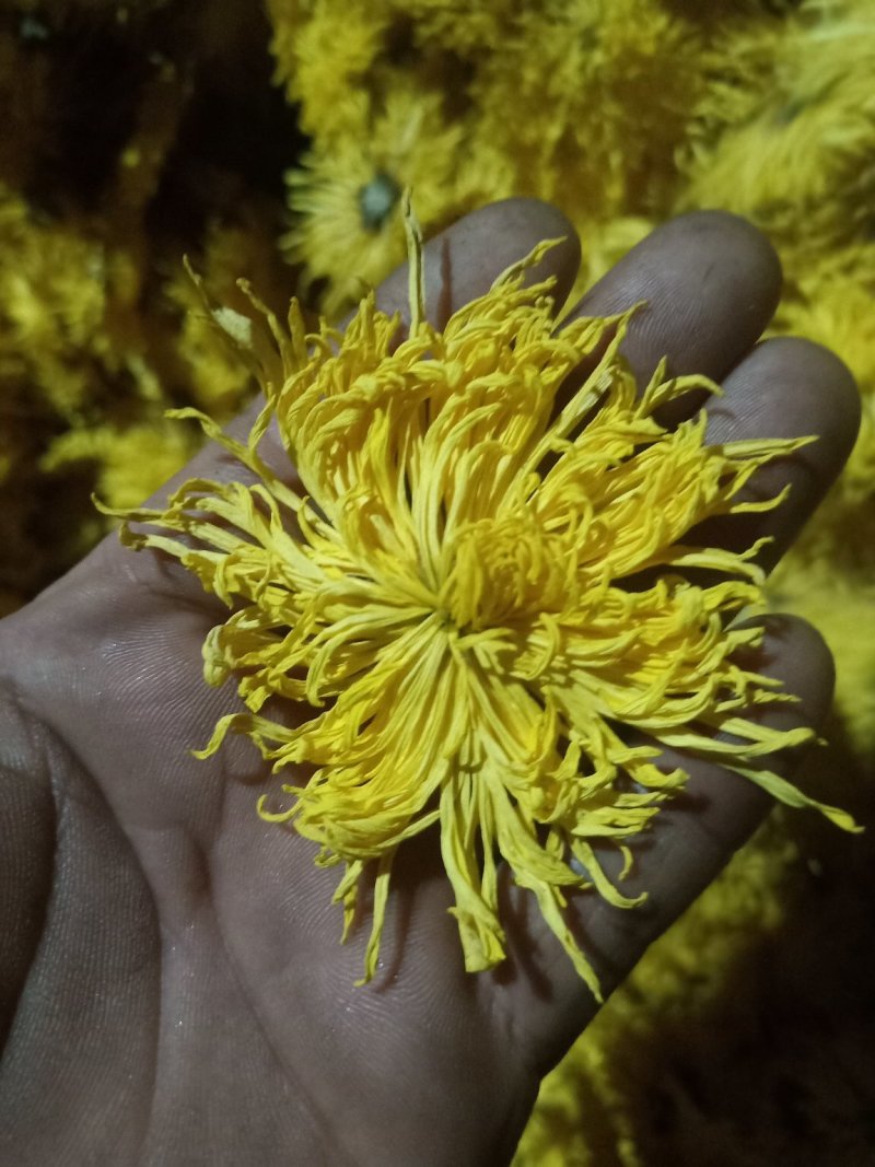 金丝菊