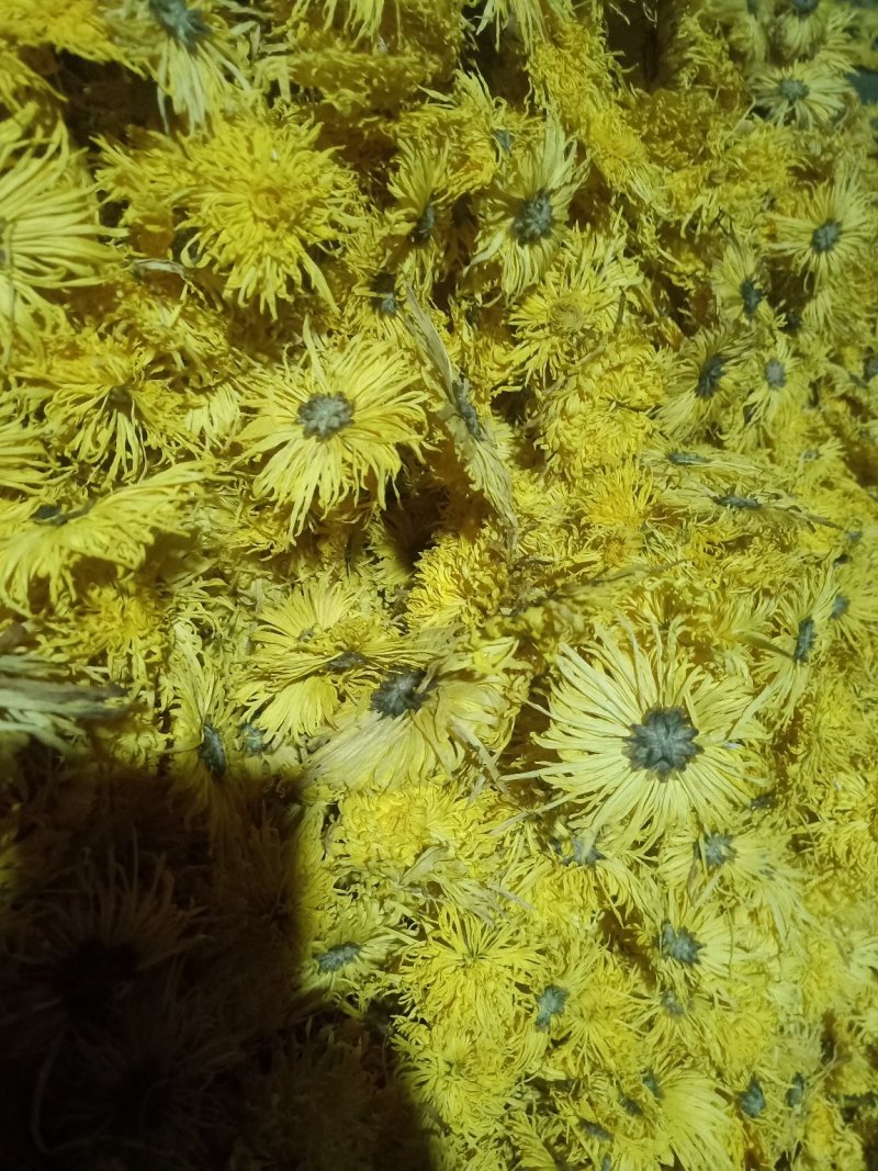 金丝菊