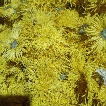 金丝菊