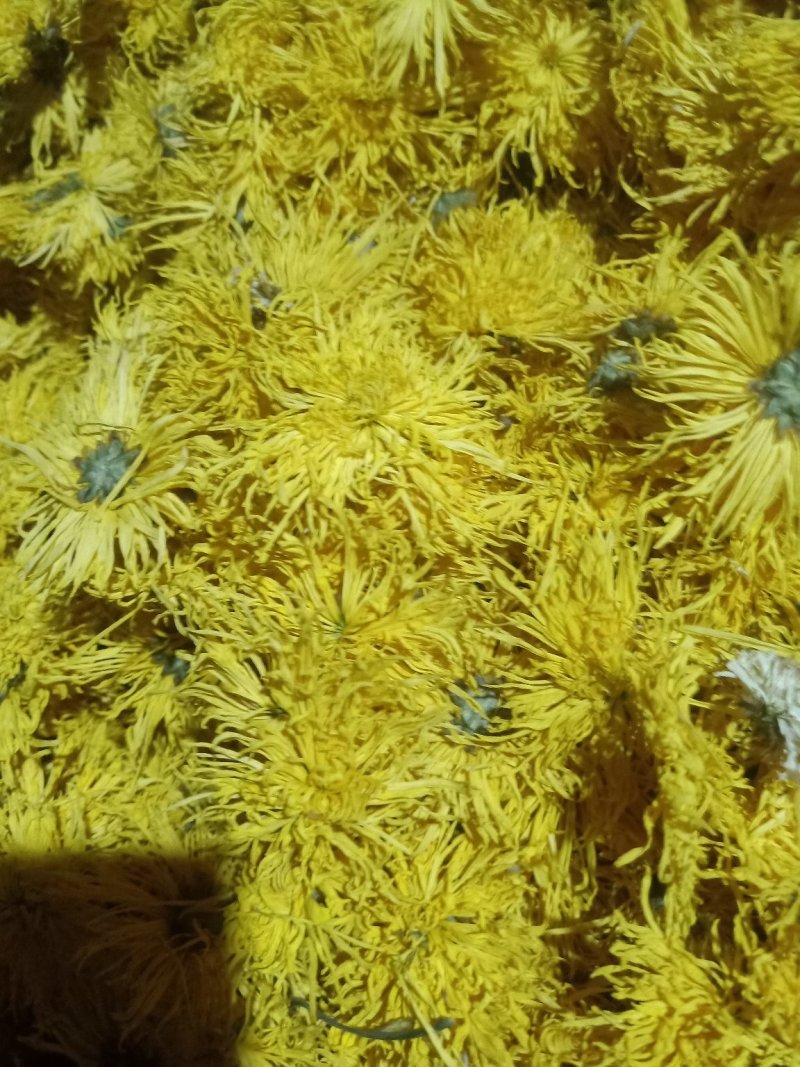 金丝菊