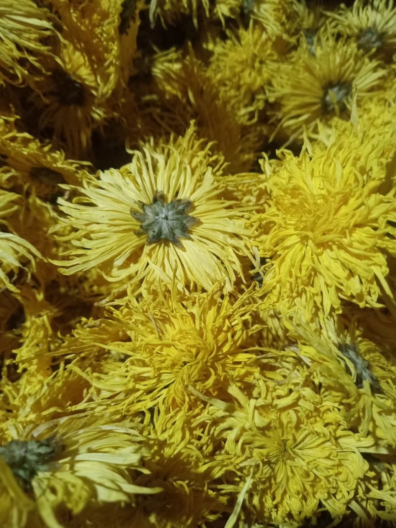 金丝菊