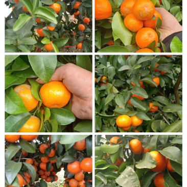 精品砂糖橘，✔，甜度适中✔产地直销✔质量保证✔量大从优