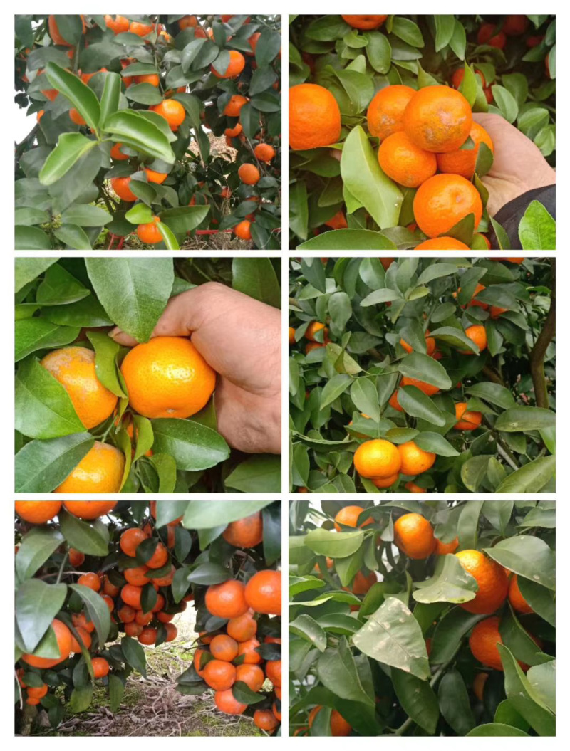 精品砂糖橘，✔，甜度适中✔产地直销✔质量保证✔量大从优