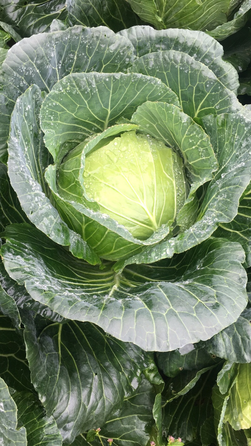 卖货上等的精品甘蓝包包菜