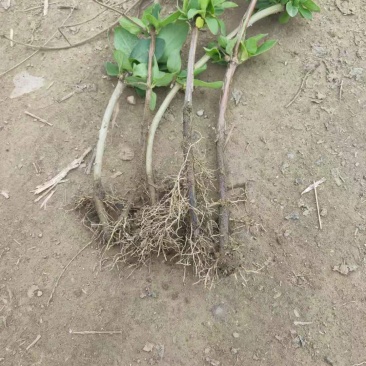 金银花苗