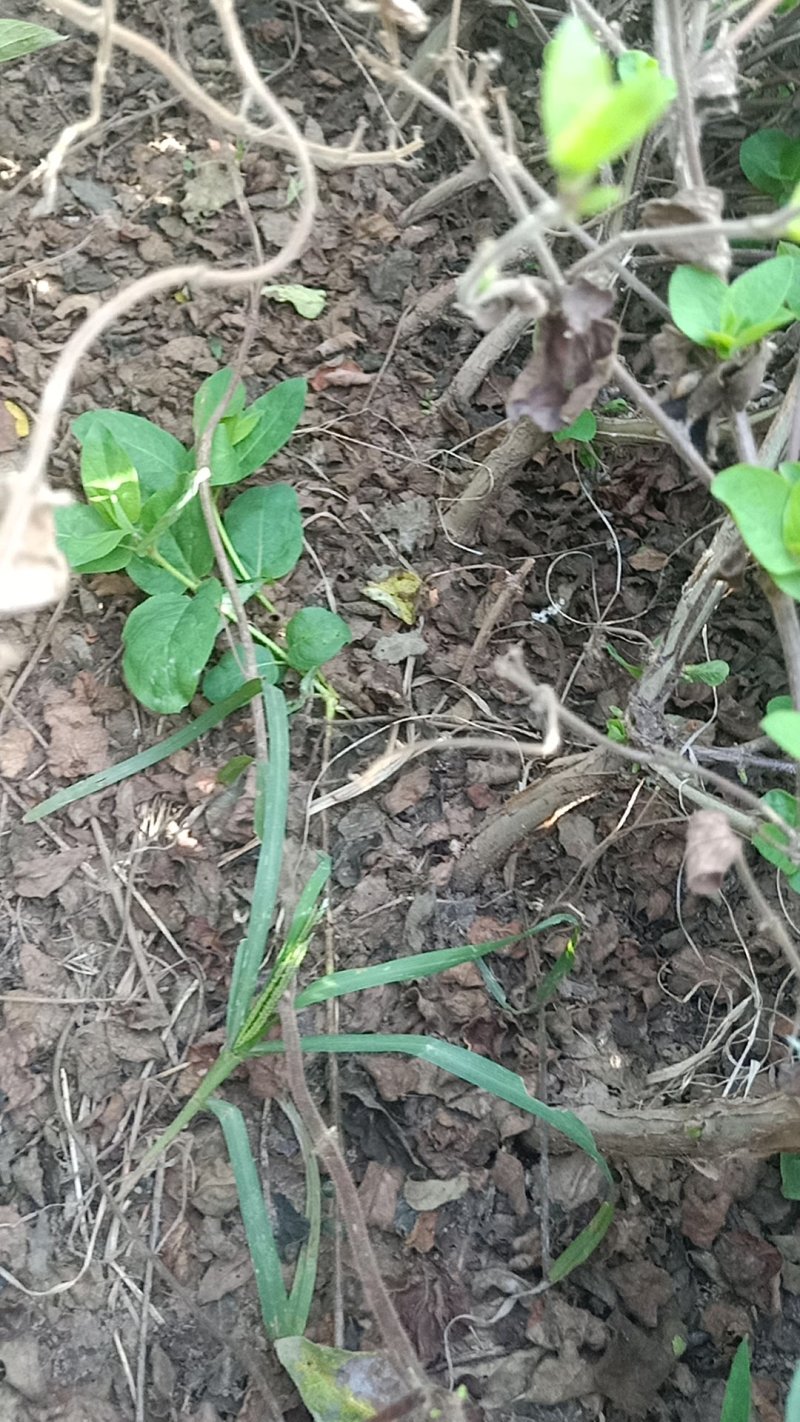 金银花苗
