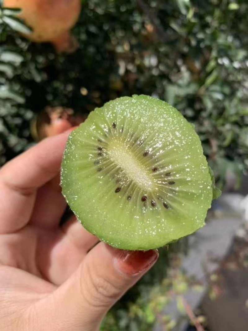 长期供应各种猕猴桃徐香海沃德秦美。诚信赢天下。