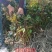 白芍芽蒲棒白芍芽头，线白芍芽子，白芍苗