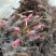 白芍芽蒲棒白芍芽头，线白芍芽子，白芍苗