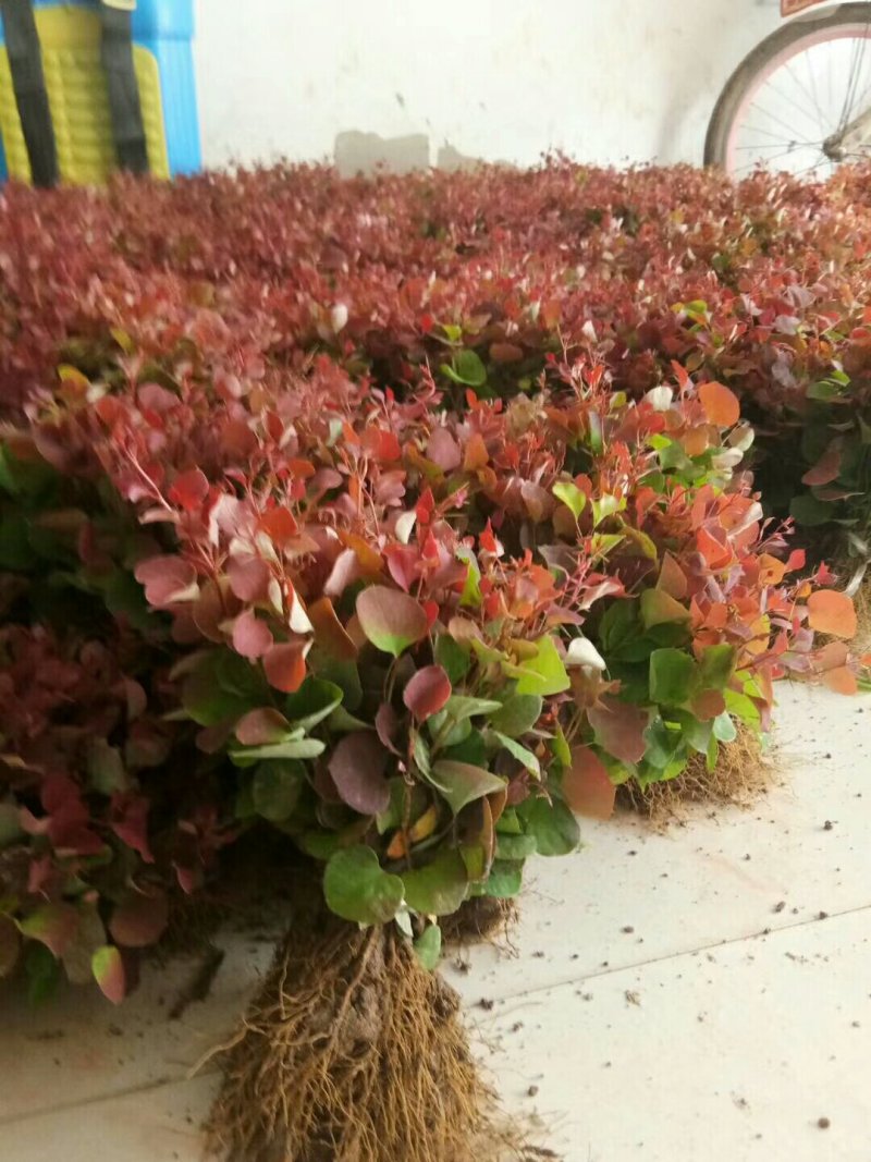 南天竹，河南南天竹，南天竹价格，南天竹友好苗圃基地