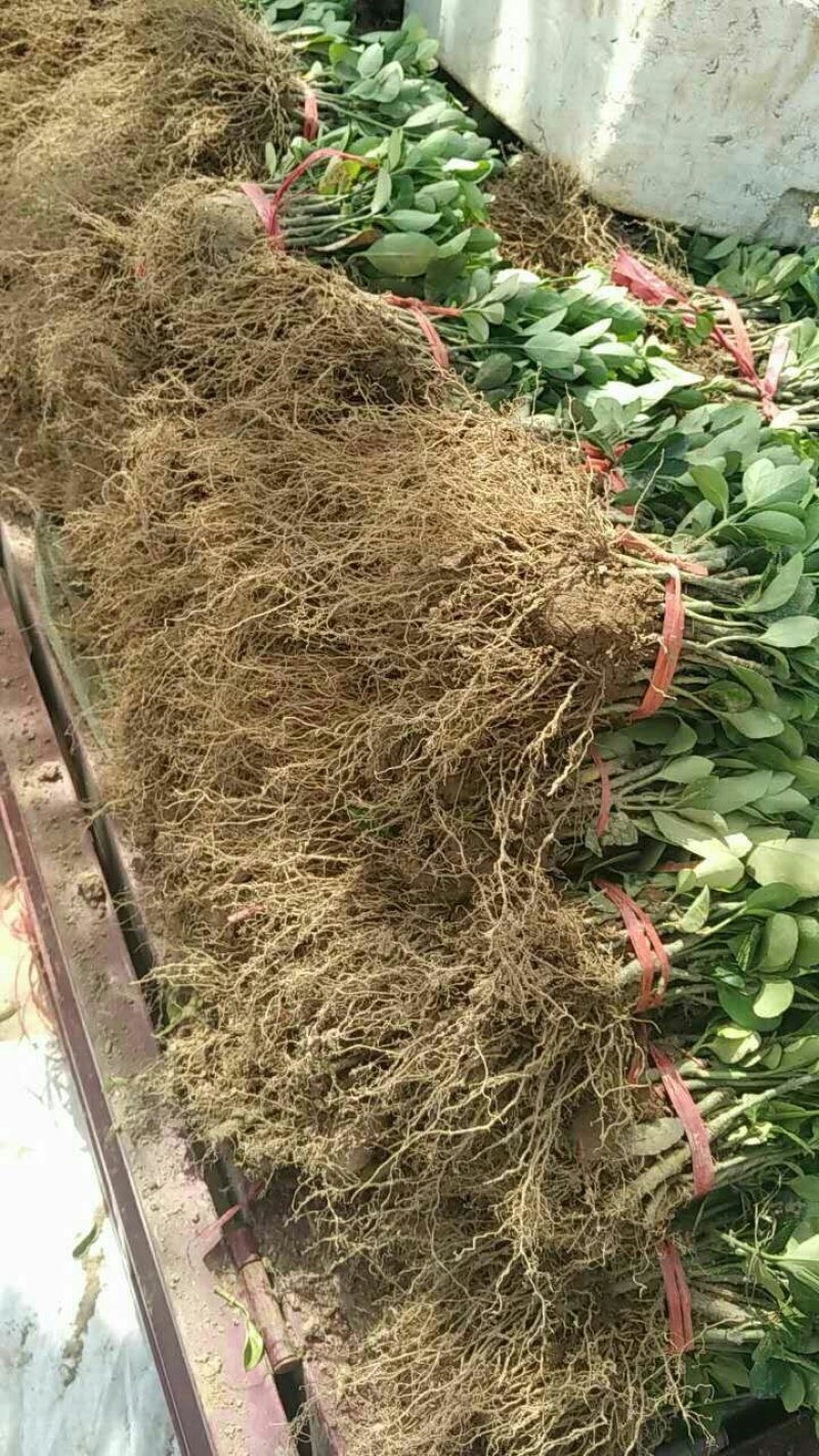 南天竹，河南南天竹，南天竹价格，南天竹友好苗圃基地