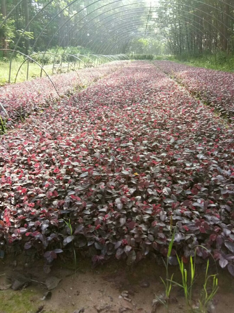 南天竹，河南南天竹，南天竹价格，南天竹友好苗圃基地