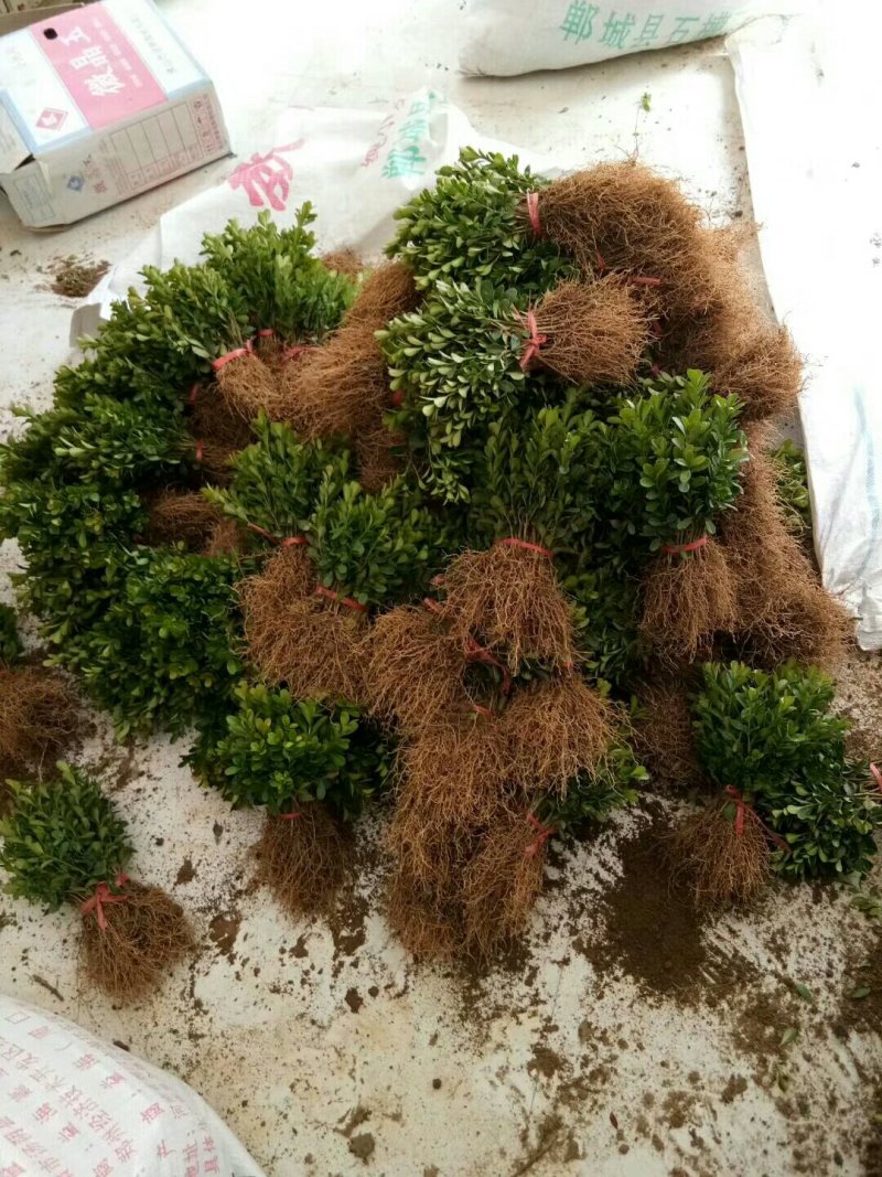 南天竹，河南南天竹，南天竹价格，南天竹友好苗圃基地