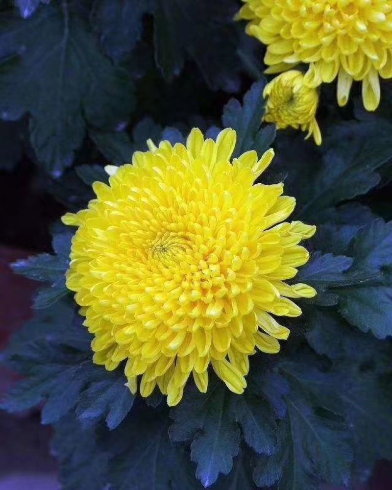 菊花苗金丝皇菊苗，菊花种苗，杭白菊苗花苗