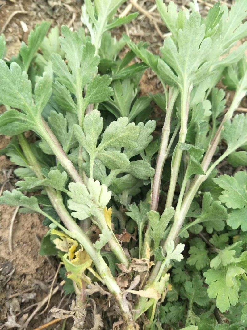 菊花苗金丝皇菊苗，菊花种苗，杭白菊苗花苗