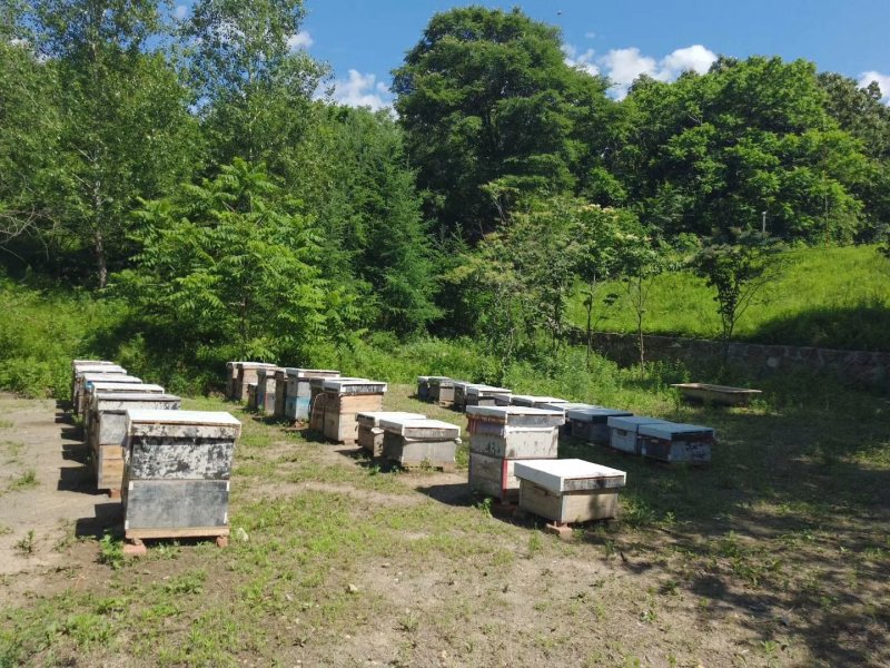 东北椴树蜜雪蜜原蜜白蜜批发大量供应一斤包邮