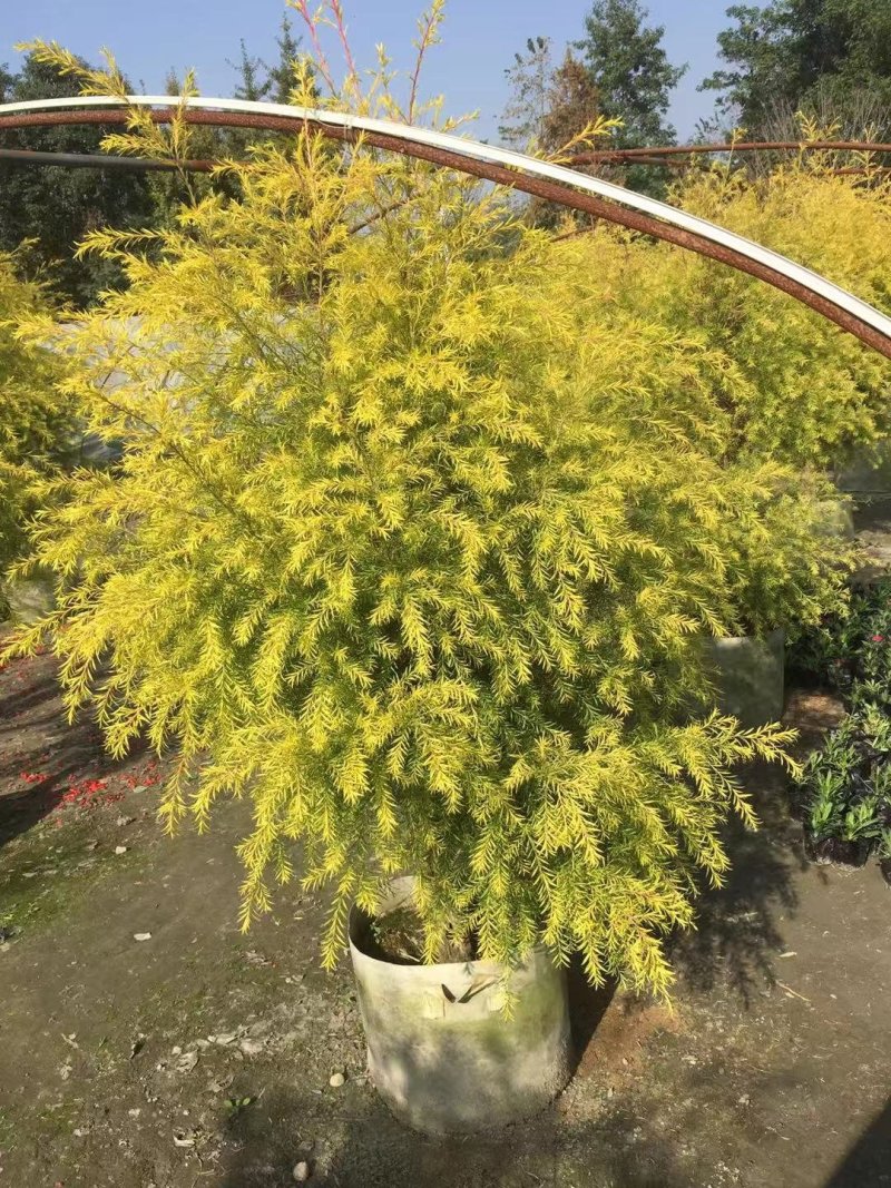 千层金