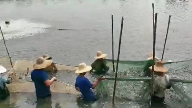 广东精品水库草鱼各种规格塘头直供