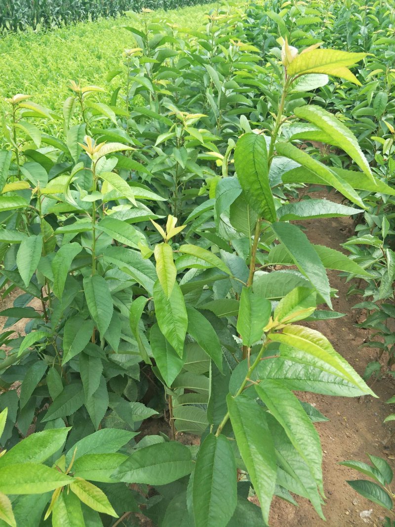 苗木种苗萨米脱樱桃苗，高丰产，宜管理，欢迎选购